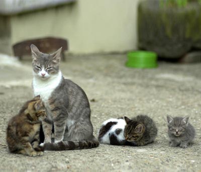 cani e gatti benvenuti