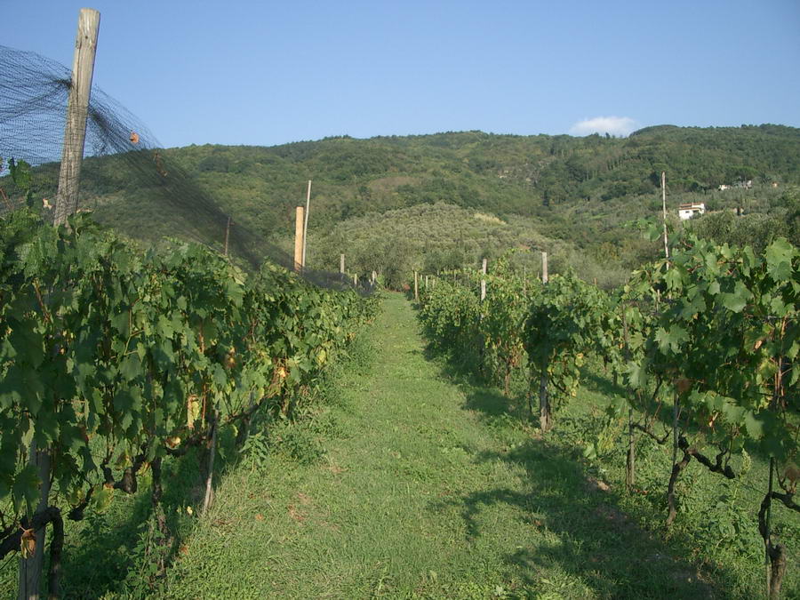 Our vineyards